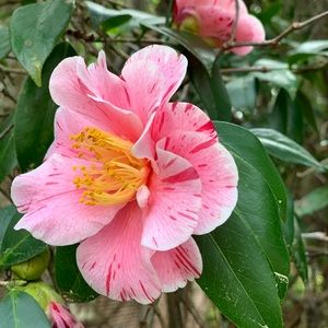 Meet your Posher, Landy